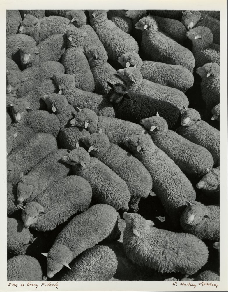 32-116 (click for large image)